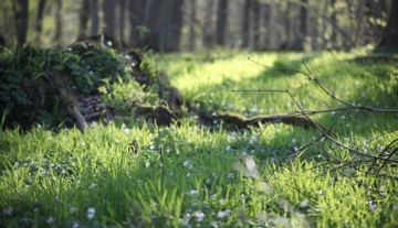 700x450-crop-90-wiese_bei_den_wichtelhoehlen.jpg