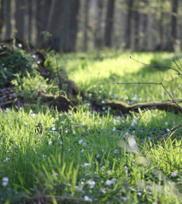 700x450-crop-90-wiese_bei_den_wichtelhoehlen.jpg